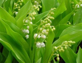 Un plant de muguet