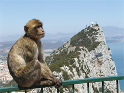 Un macaque berbère à Gibraltar