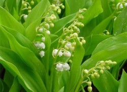 Seul le muguet peut être vendu sur la voie publique sans autorisation