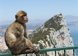 Macaques berbères : les seuls singes à l’état sauvage en Europe